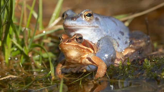 Der Moorfrosch