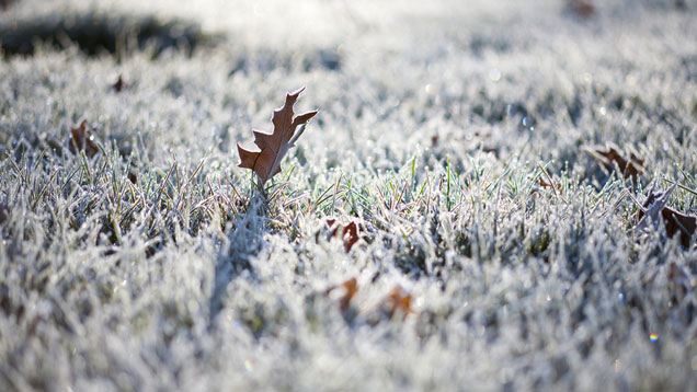 Bodenfrost