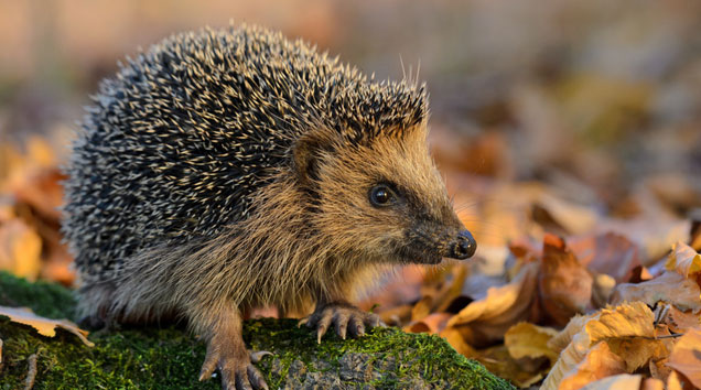 Igel