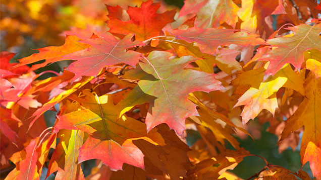 Bunte Blätter im Herbst